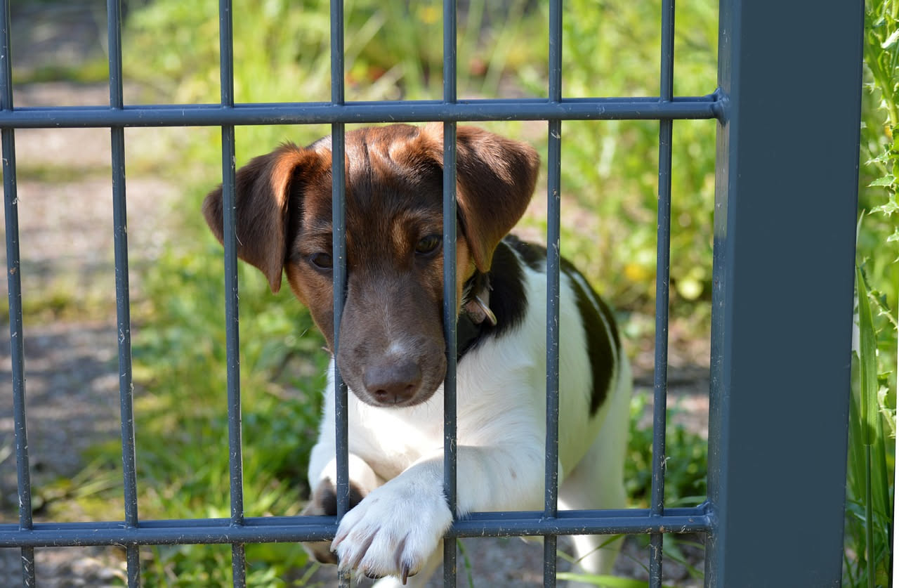 Primo mese con un cane del canile: come gestire i 30 giorni cruciali