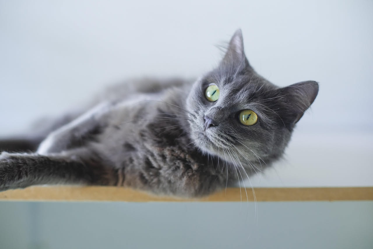 Radiografie al gatto: quando il veterinario le richiede davvero