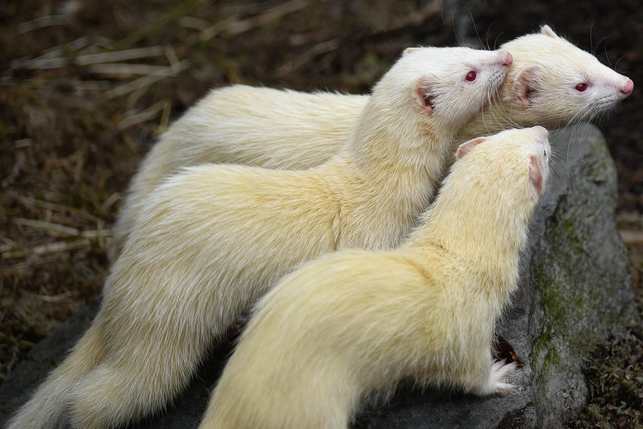 Furetto in casa: perché lo spazio verticale cambia tutto