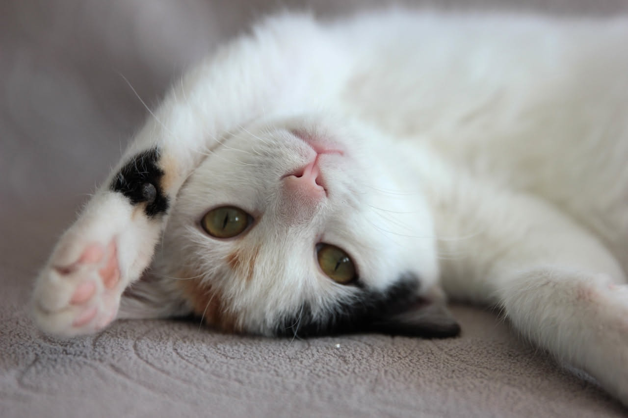Sterilizzazione precoce nel gatto: vantaggi e rischi veri