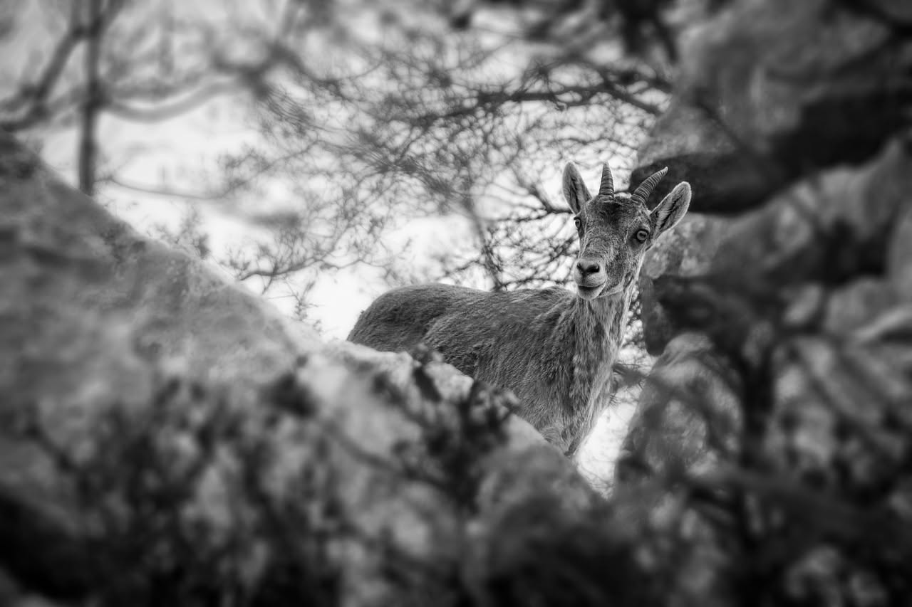 Lo stambecco di Sicilia: quando un animale scompare dalla memoria