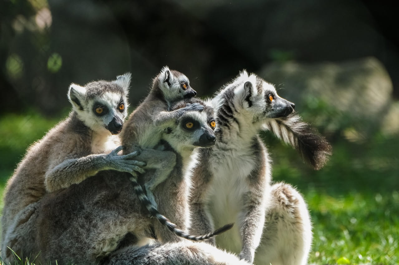 Odori familiari: come i mammiferi riconoscono casa e i loro cari