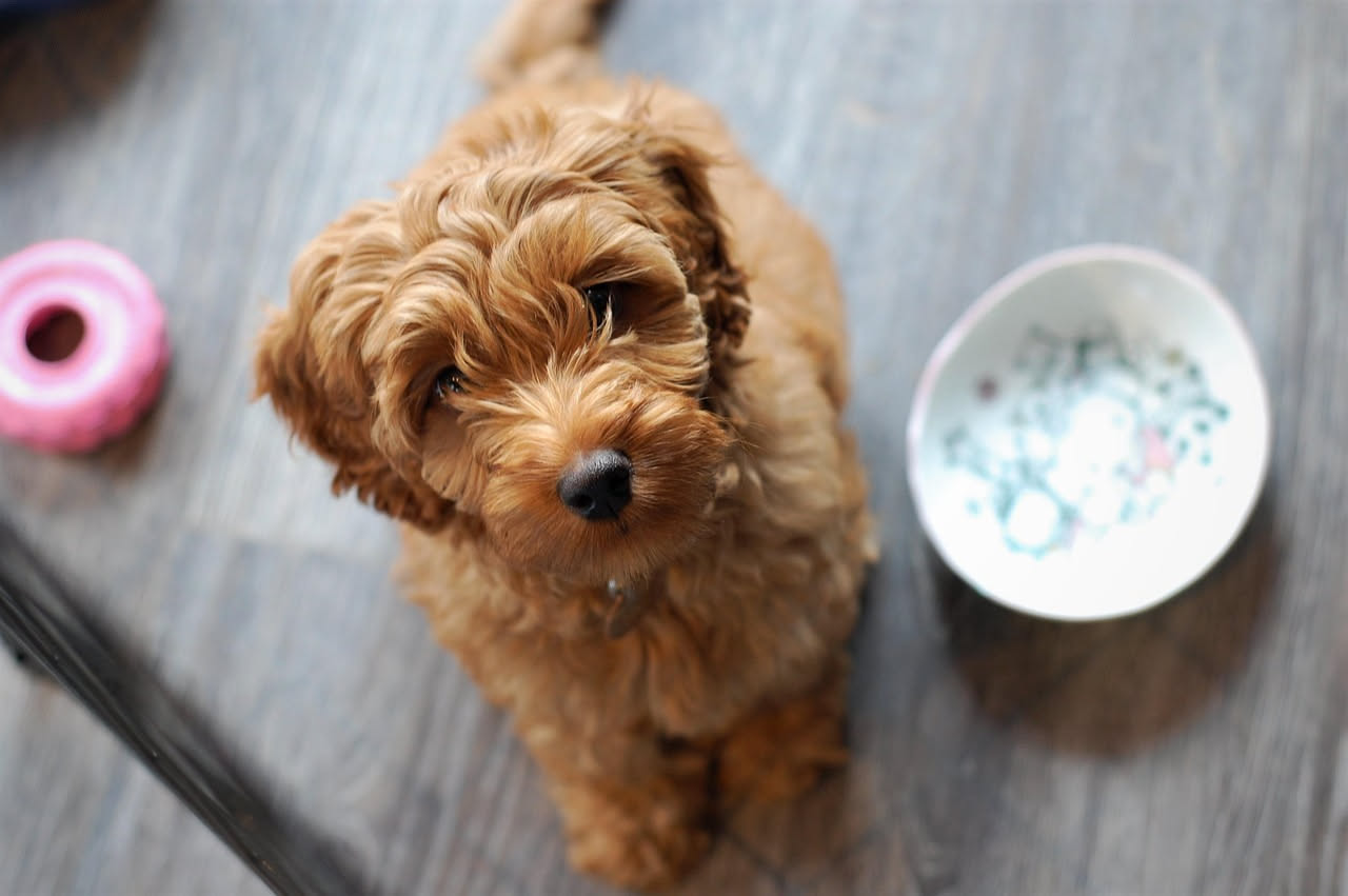 Cibo umido o secco per il cane: quale scegliere e perché