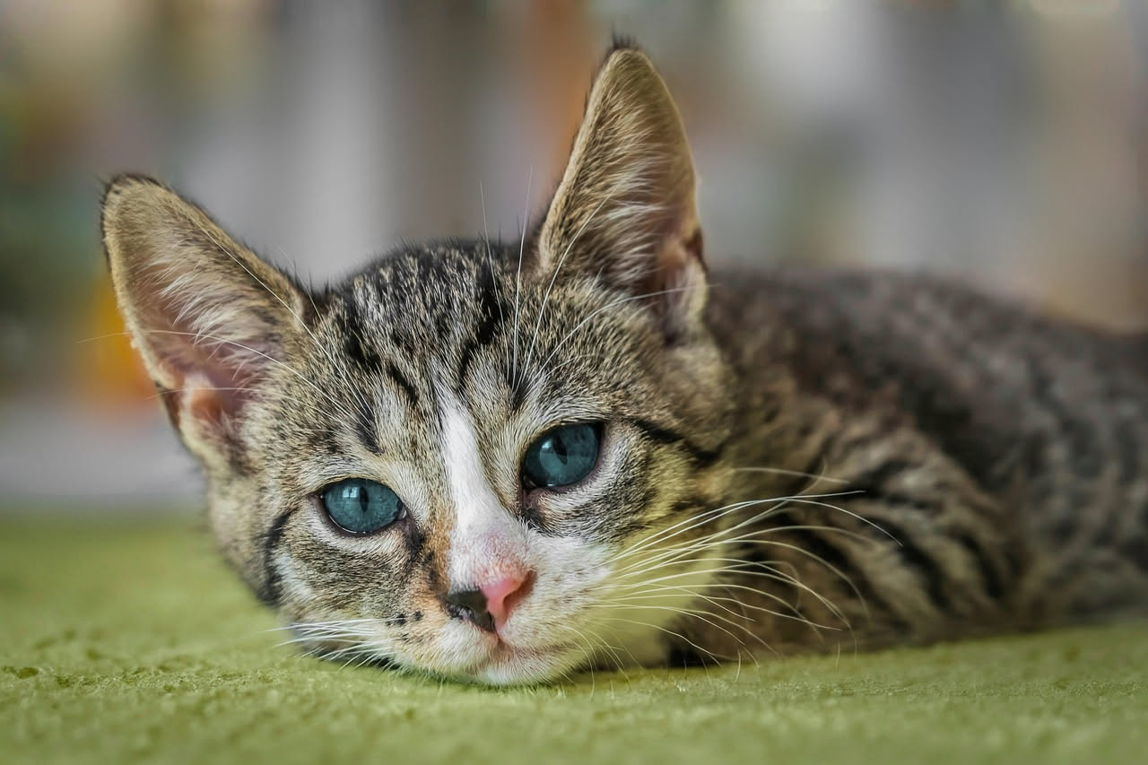 FeLV nel gatto: come prevenire il virus della leucemia felina
