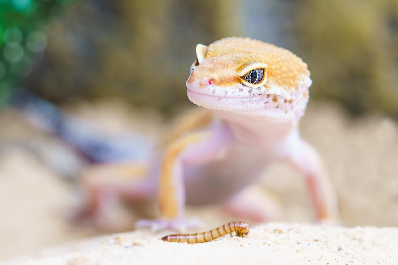 Gechi nano Sphaerodactylus: come allestire un terrario piccolo