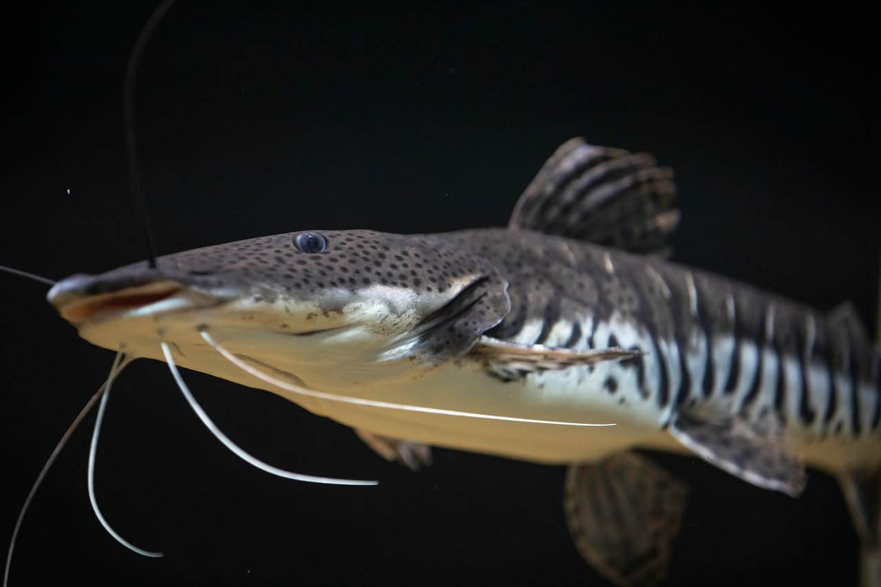 Plecostomi puliscitavolo: come gestire questi pesci di fondo in acquario