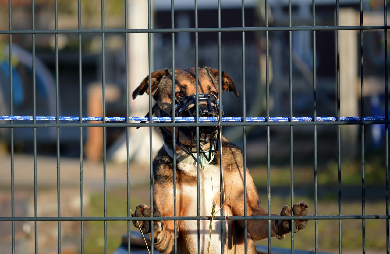 Museruola per il cane: come abituarlo senza stress