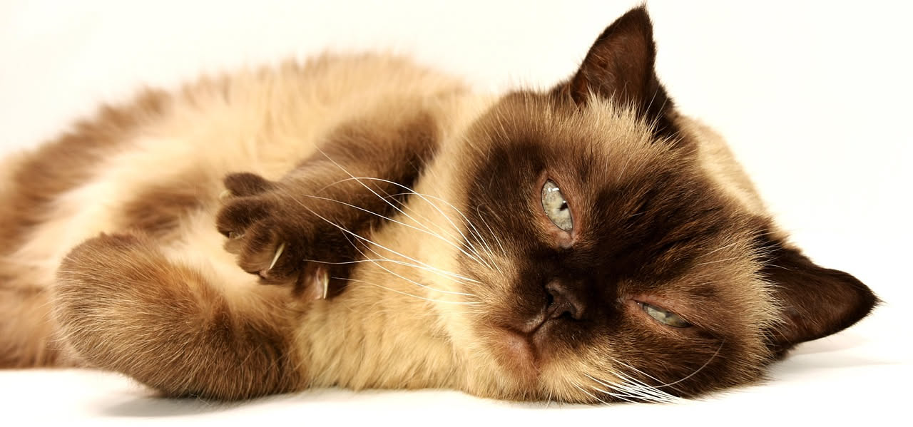 Gatto FIV positivo: come gestire la convivenza quotidiana