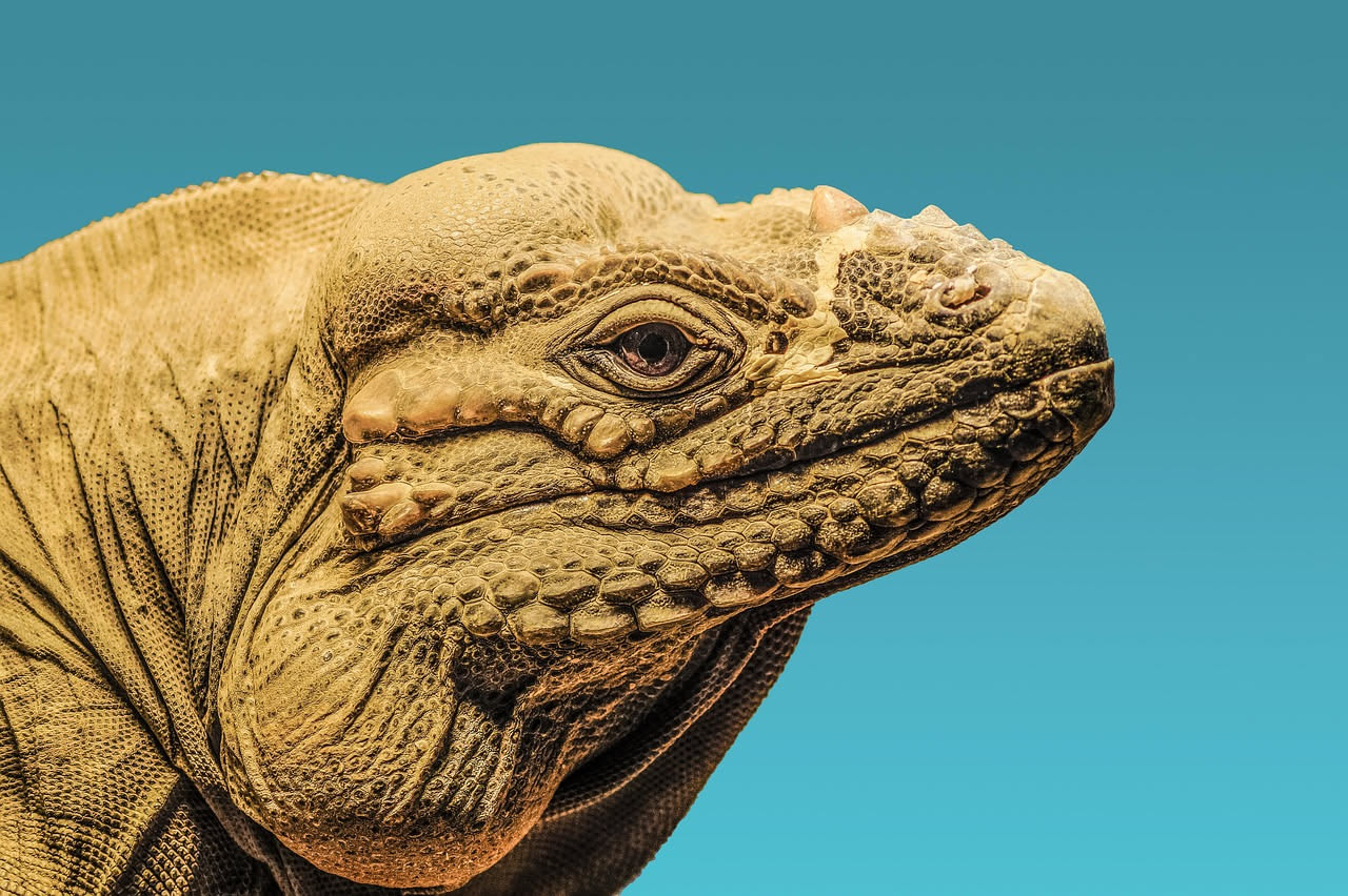 Iguana del deserto: come alleva questa specie messicana in terrario
