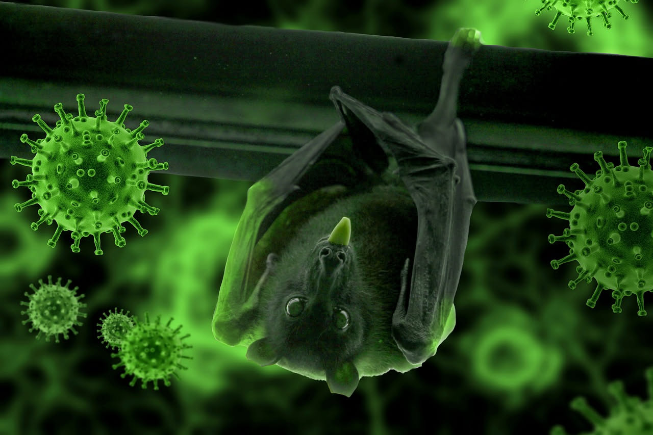 Come i pipistrelli guidano il cervello nella notte tridimensionale