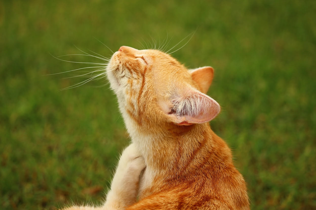 Dermatite miliare del gatto: cosa sono i puntini rossi sulla pelle