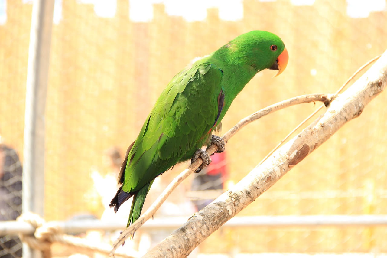 Sun Conure: il pappagallo arancione per famiglie che cercano un animale sociale