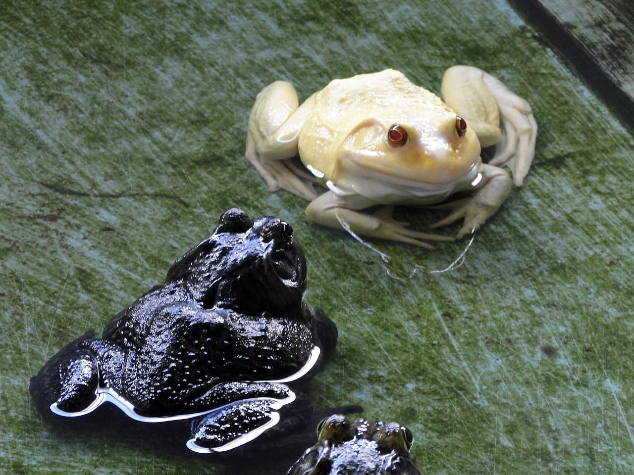 Rane Pixie giganti: come allestire il terrario per questa specie africana