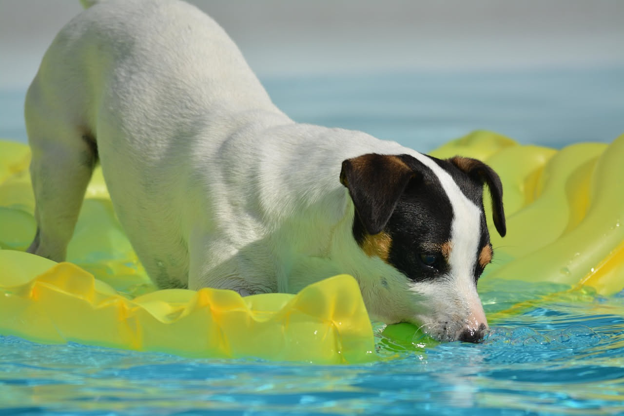 Tappetino freddo per il cane: quale materiale scegliere in estate