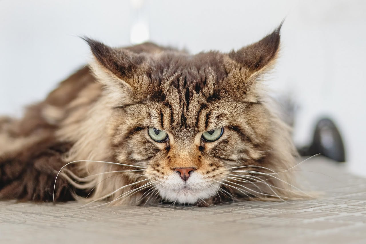 Cardiomiopatia ipertrofica nel Maine Coon: come riconoscerla