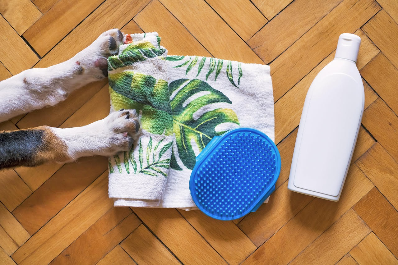 Spazzolino per cani: quale scegliere e come usarlo davvero