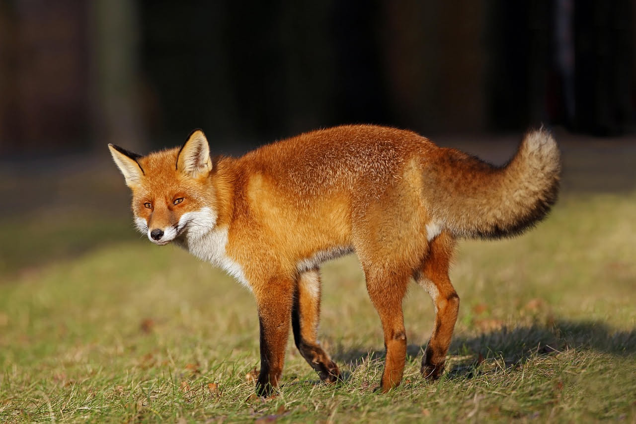 Volpi rosse italiane: chi è davvero la sottospecie autoctona