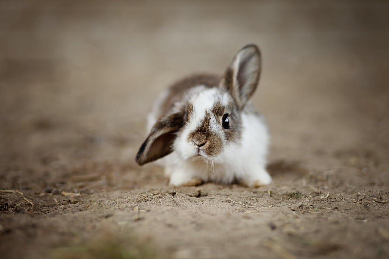 Mini lop: il coniglio domestico con le orecchie compatte e pendenti