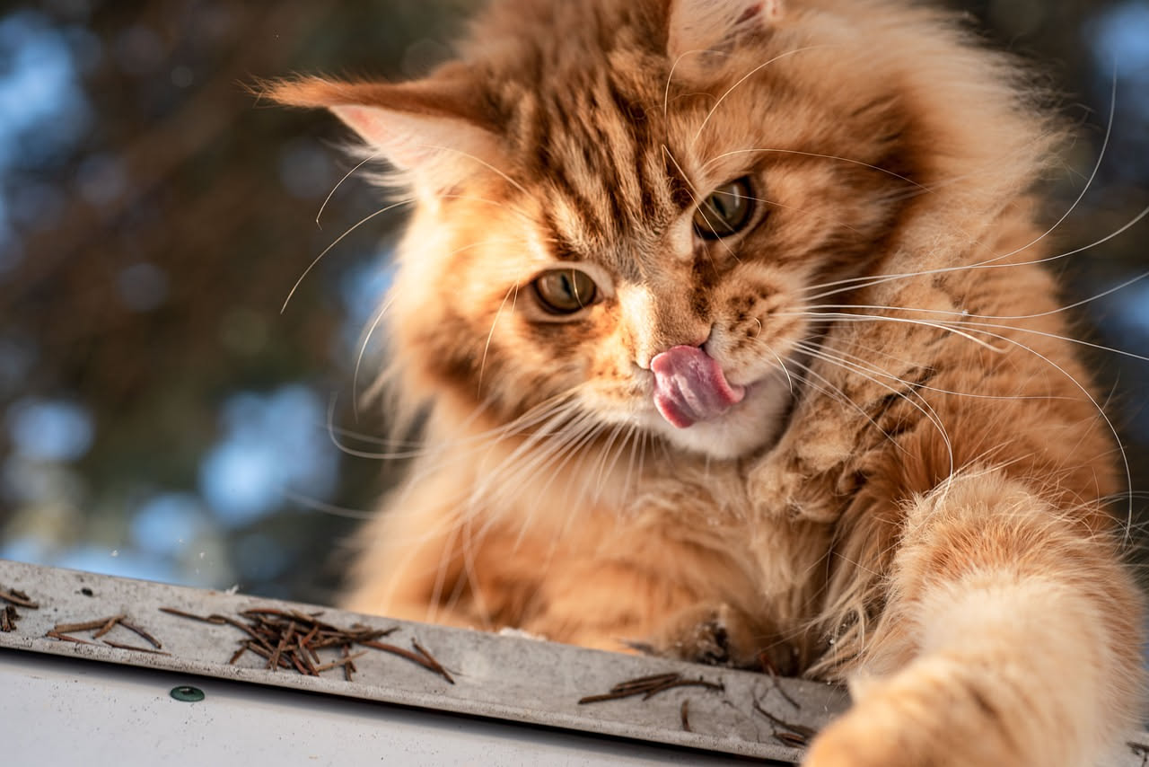 Cibo umido per gatti senza brodo: quanto vale davvero il prodotto