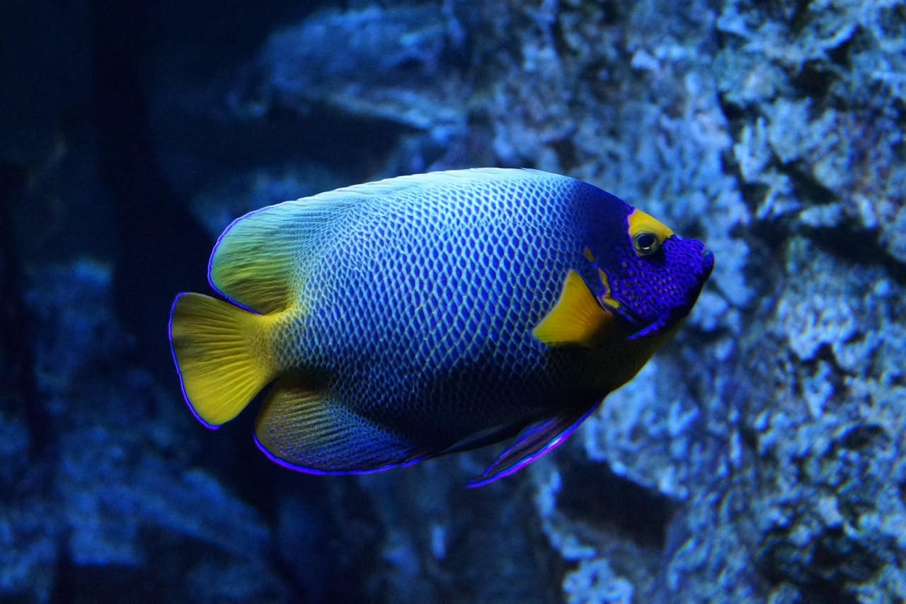 Pesci angelo adriatici: come sopravvivono in acquario a Genova