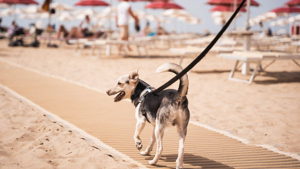 Personalità nei cani randagi: cosa rivelano gli studi italiani