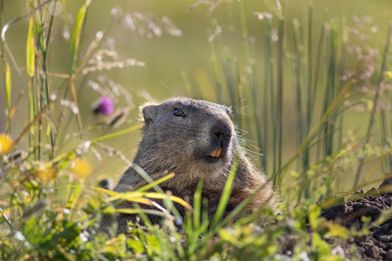 Marmotte alpine: il risveglio dal letargo, quando tornano in vita
