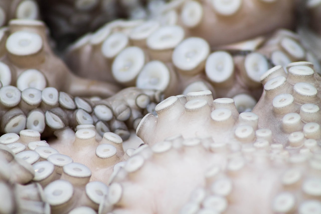 Come decidono cosa mangiare i polpi: la mente strategica degli otto tentacoli