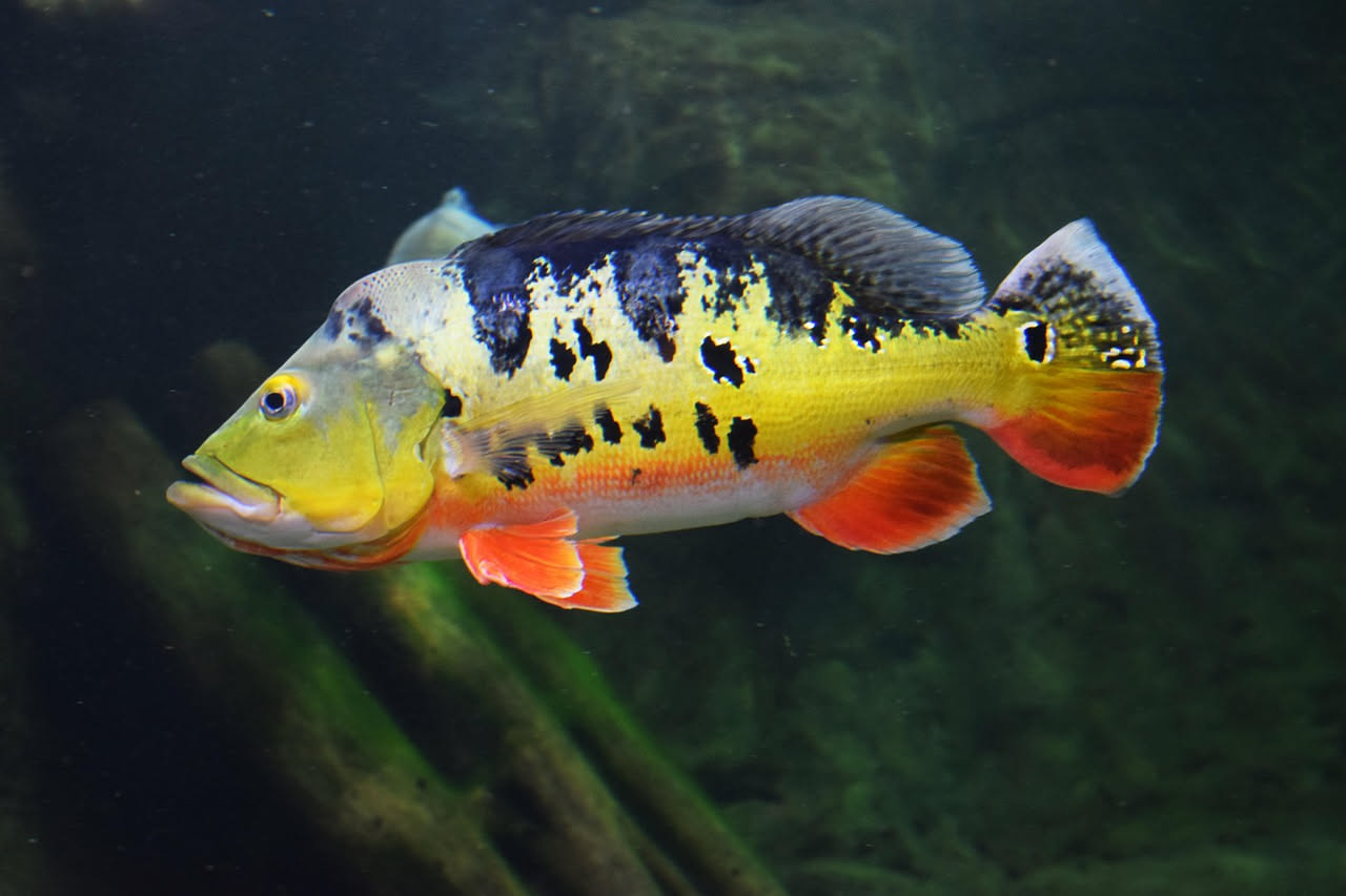 Perche muoiono i pesci tropicali in acquario: gli errori piu comuni