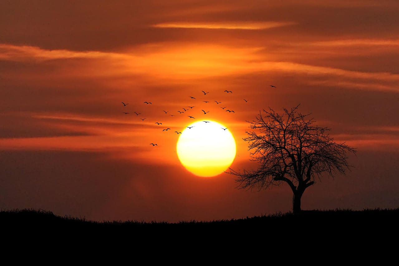 Linguaggio degli uccelli al tramonto: cosa comunicano prima della notte