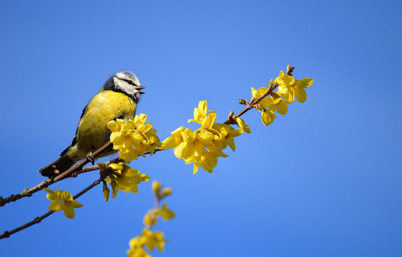 Il canto degli uccelli a maggio: cosa comunicano al tramonto del freddo
