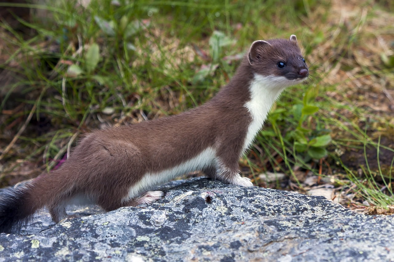 Maggio alle Dolomiti: quali animali escono dal letargo