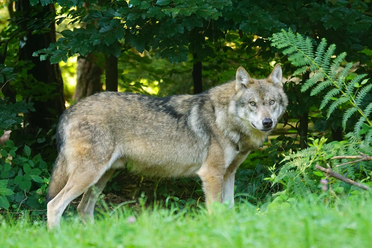 Il ritorno dei lupi nell'Appennino: cosa significa per la biodiversità