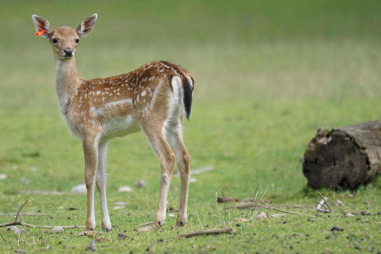 Daini in primavera: perché le visite serali rischiano di disturbarli