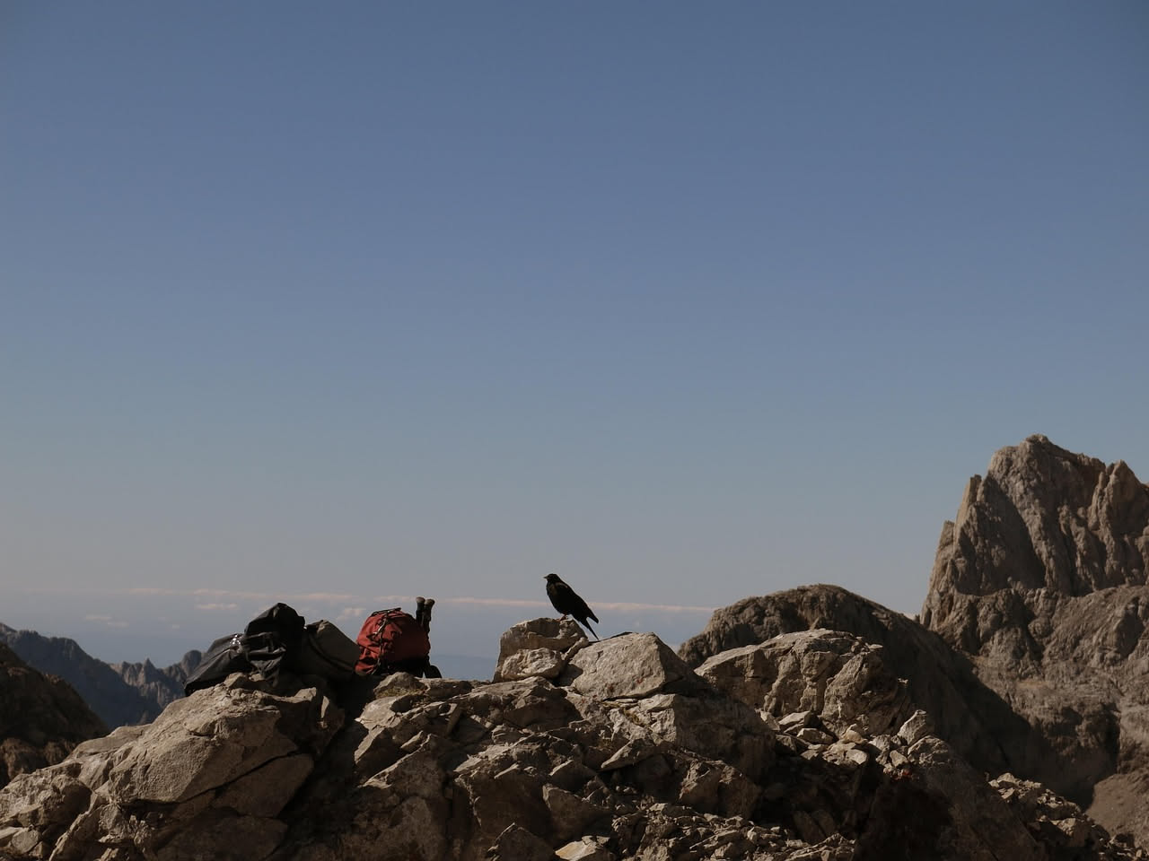 Corvi imperiali delle Dolomiti: come comunicano gli uccelli più intelligenti