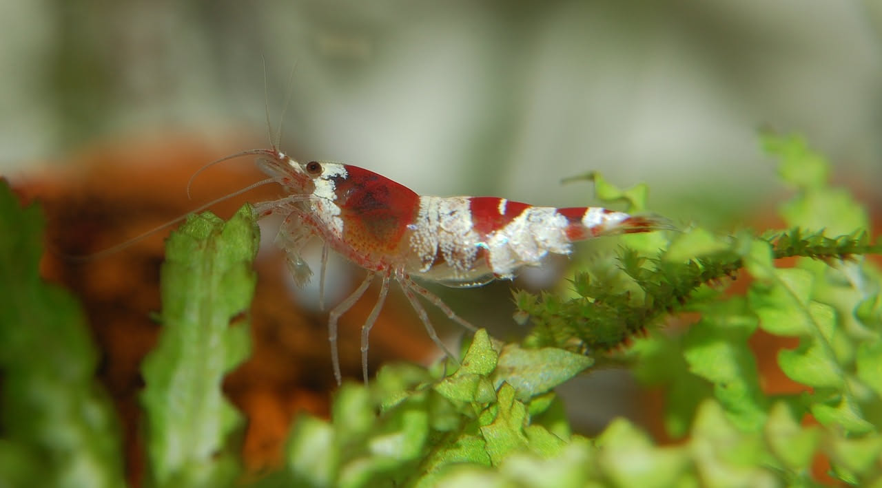 Acquario di gamberetti rossi: gli errori da evitare nella prima vasca