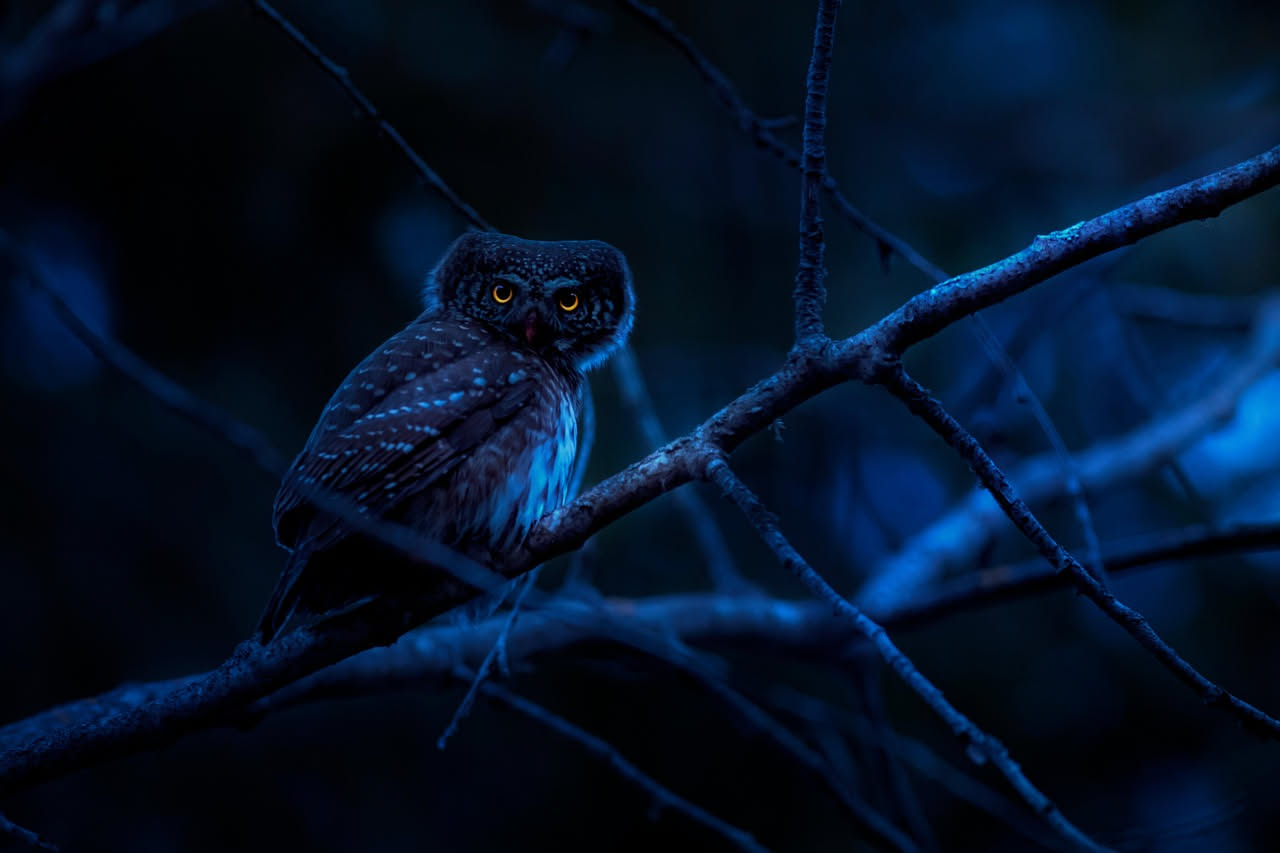 Gli uccelli notturni della Maremma: come parlano i guardiani del bosco