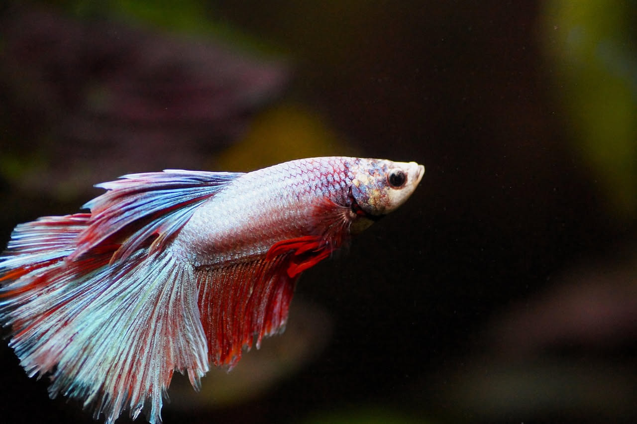 Betta splendens in vasca piccola: gli errori che uccidono il pesce