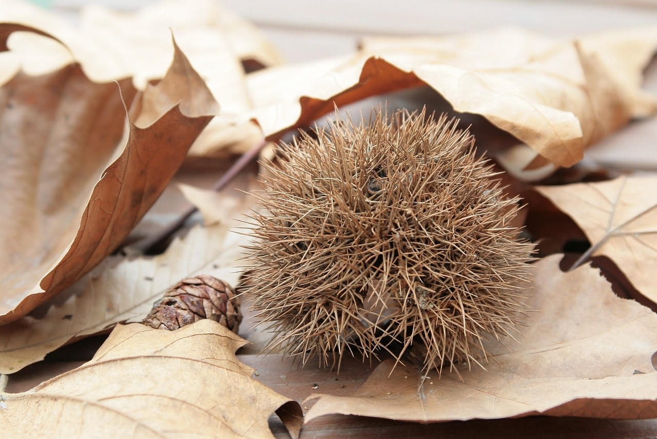 Ricci nei giardini italiani: come riconoscerli e non confonderli