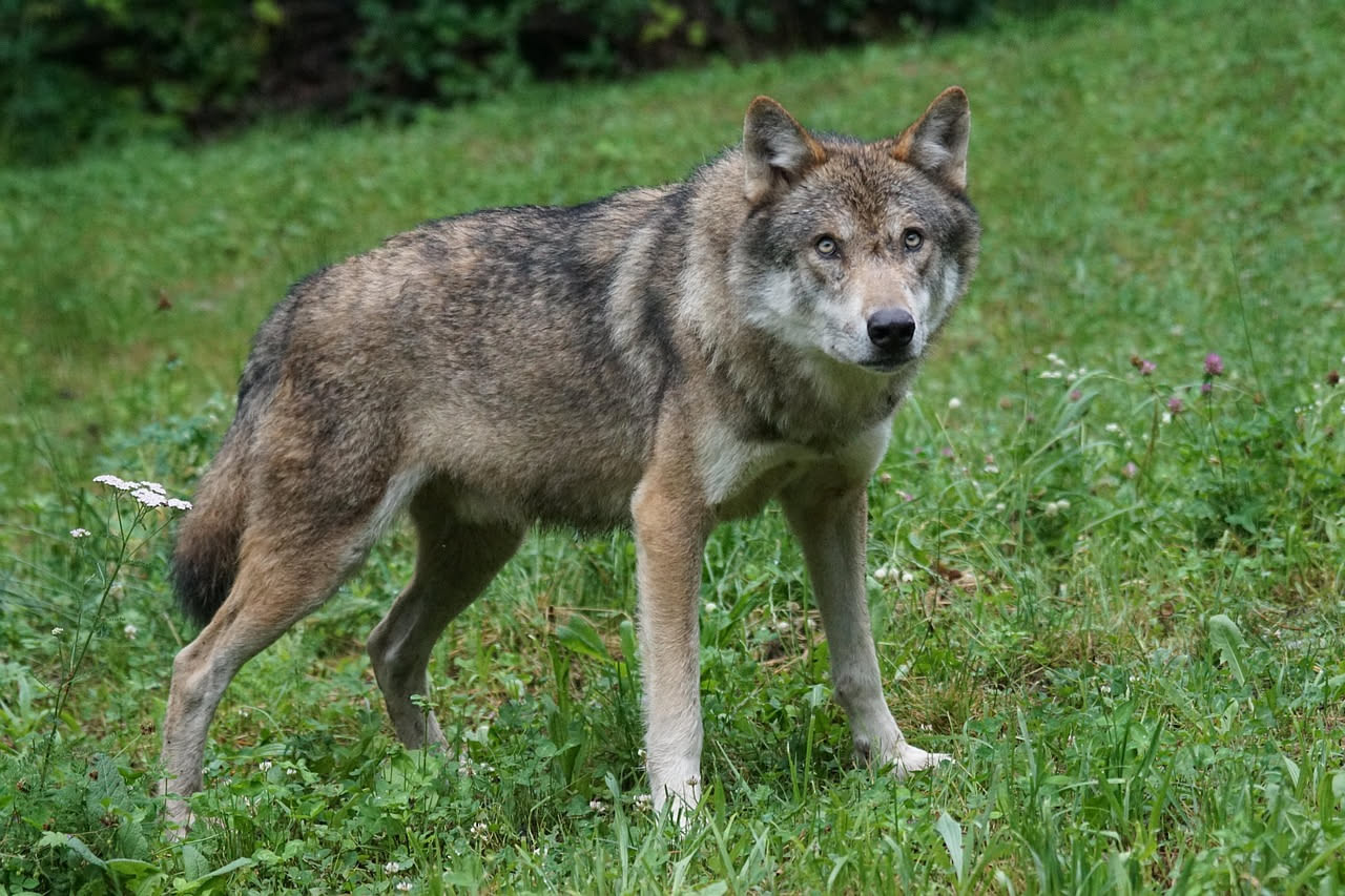 Lupi nei Sibillini: cosa sbagliarono i primi naturalisti italiani