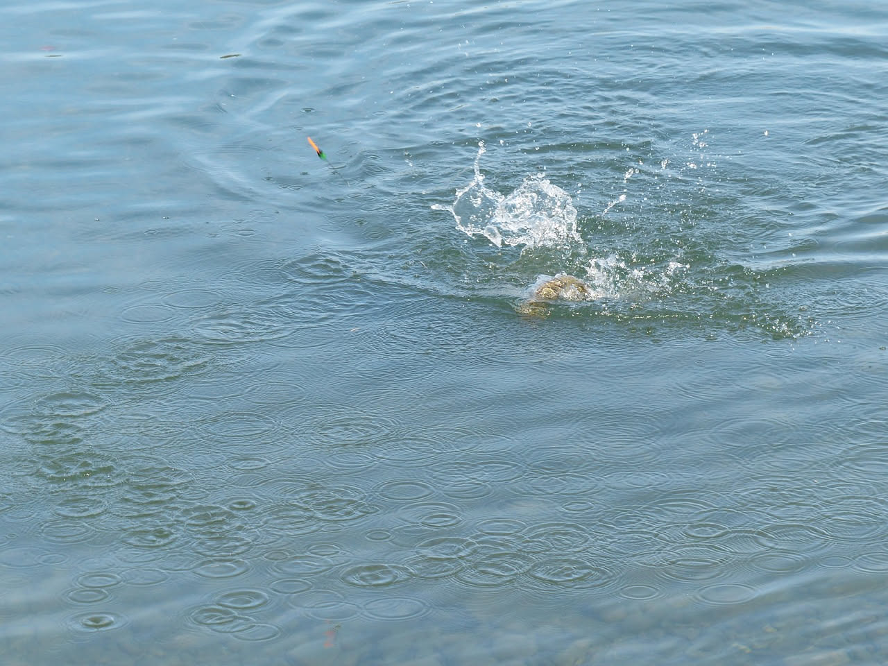 Pesci del Garda: cosa cambiano nel comportamento prima del temporale