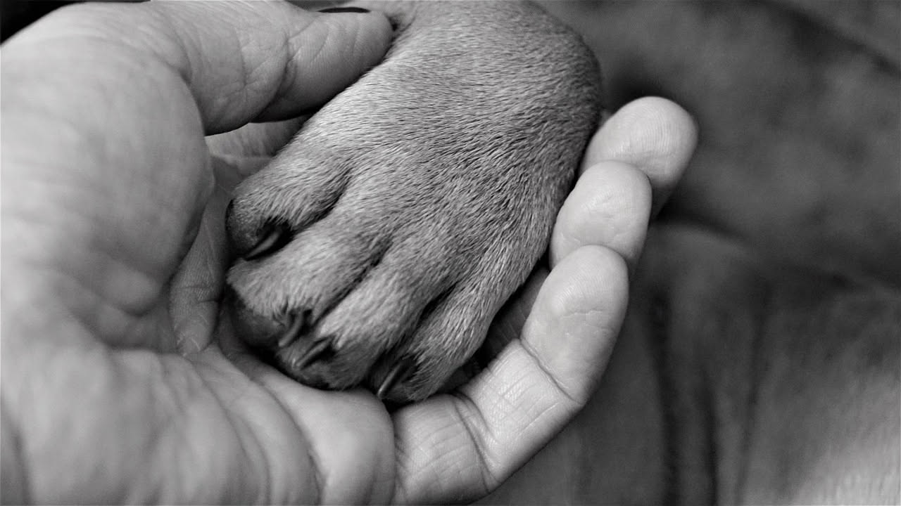 Asfalto rovente: il test della mano che salva le zampe del cane