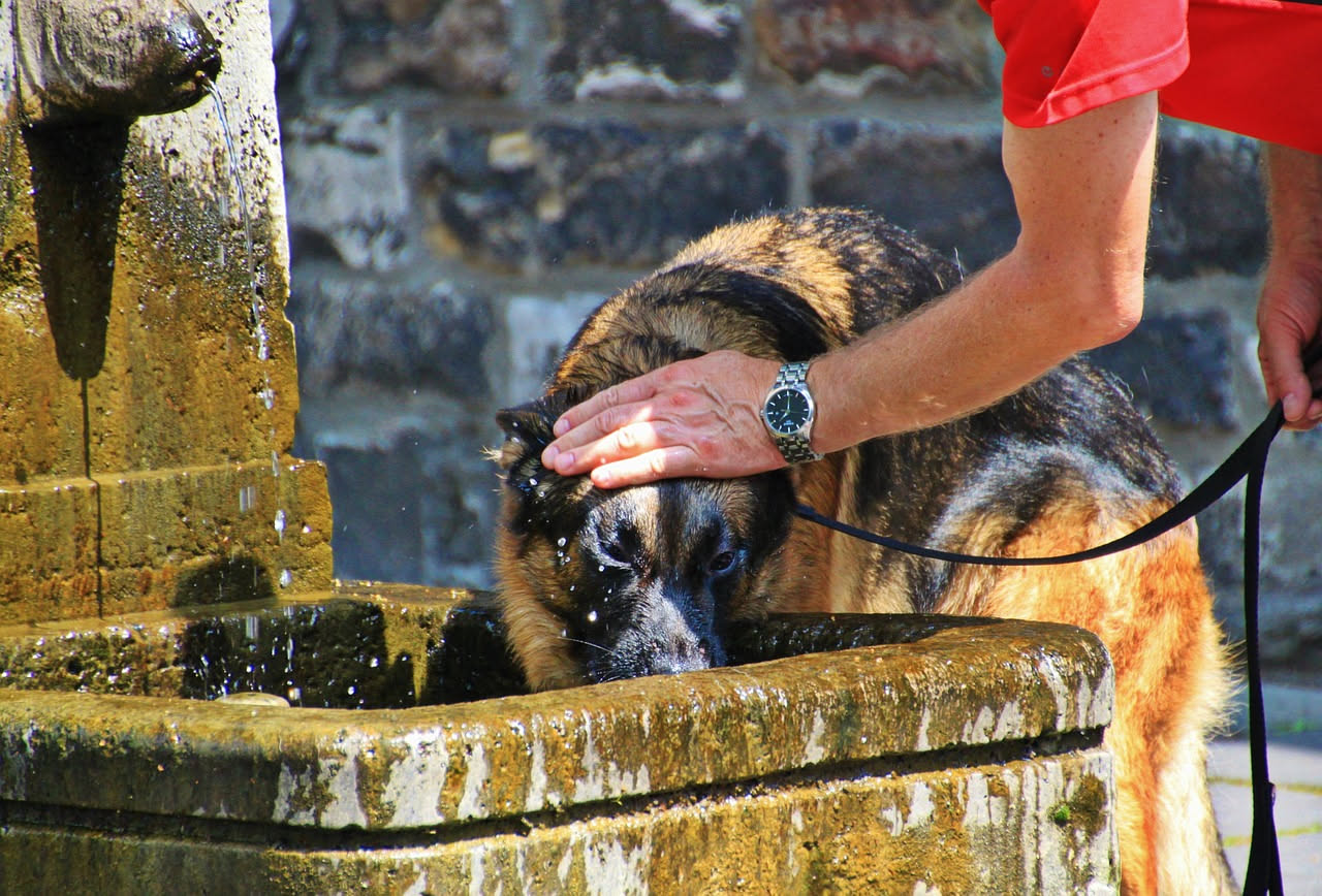 Caldo e animali domestici: acqua, ombra e orari per proteggerli