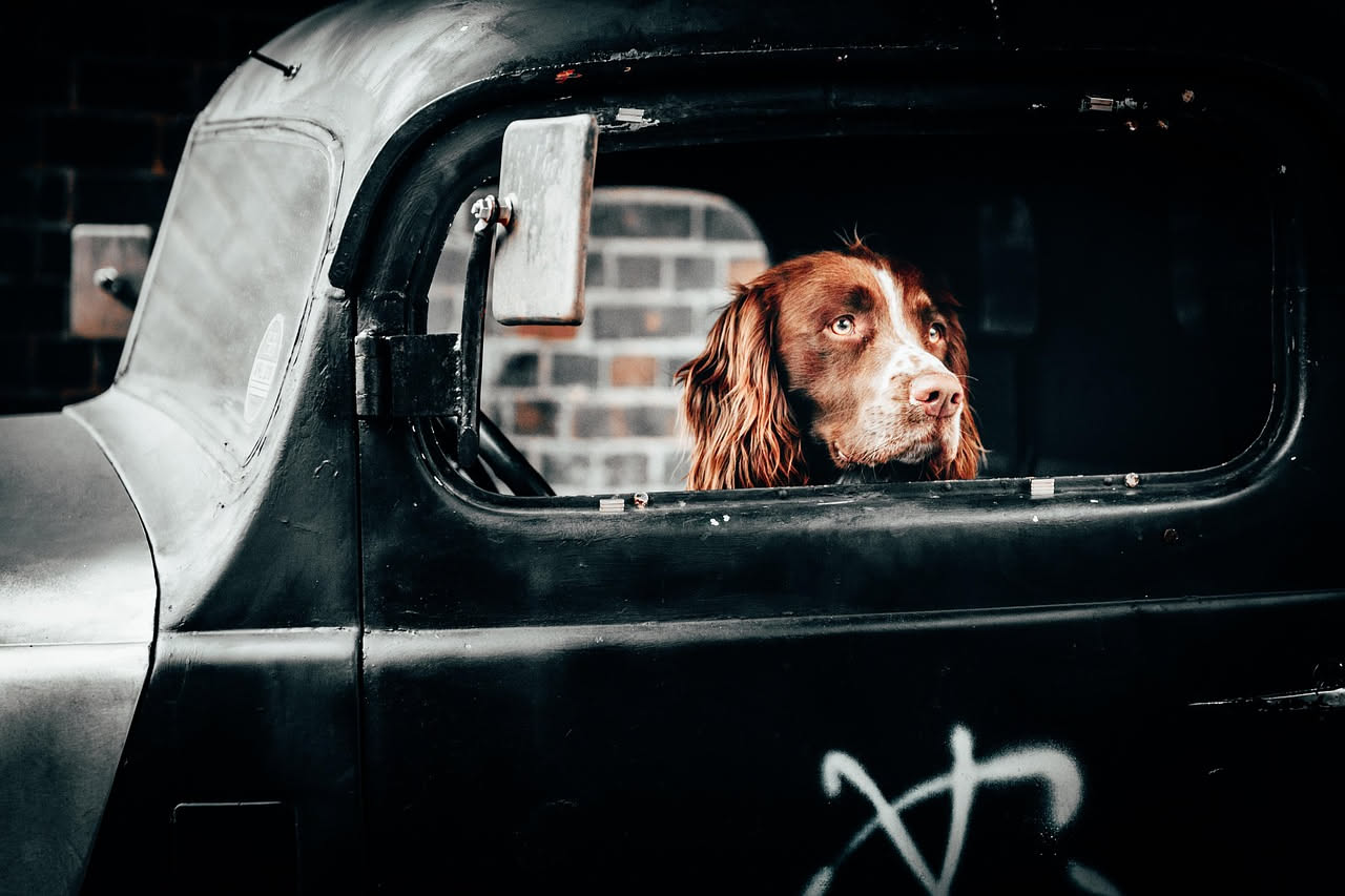 Cane in auto: cosa accade all'abitacolo in 10 minuti