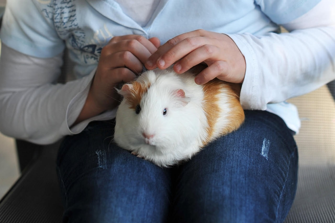 Cavia: come prendersi cura di questo piccolo roditore domestico