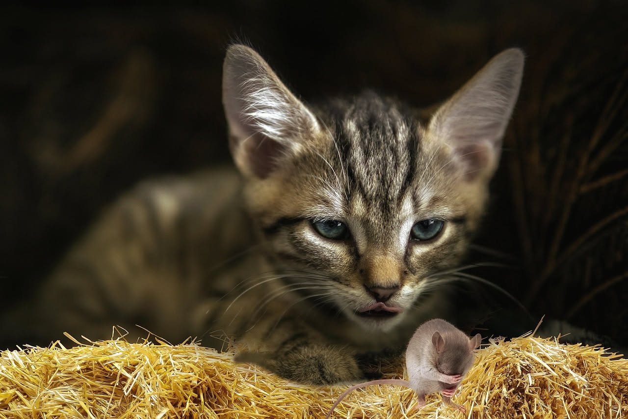 Cibo da cucina che avvelena cani e gatti: quali sono i 7 più pericolosi