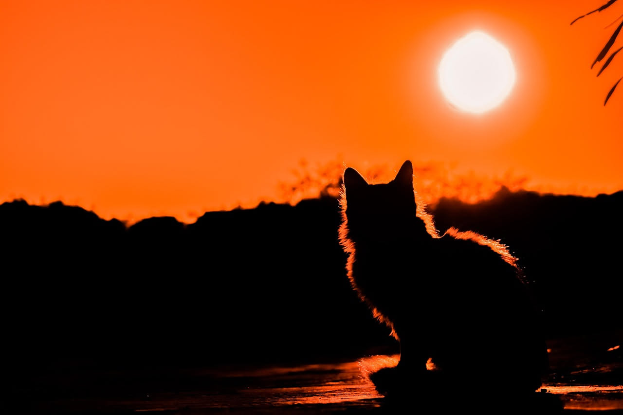 Come vedono i gatti al buio: i segreti della loro visione notturna
