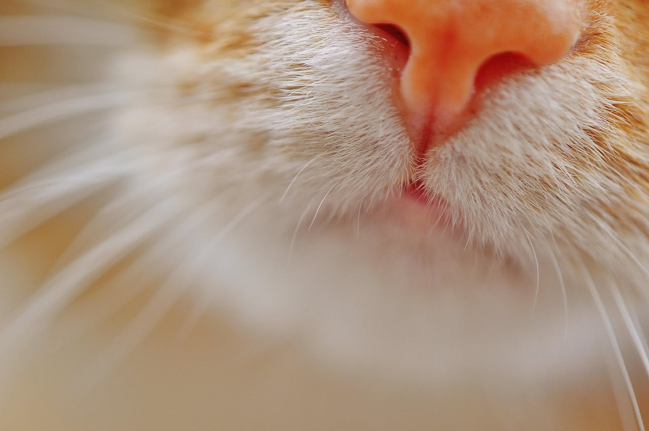 I baffi del gatto: perché sono molto più che un ornamento
