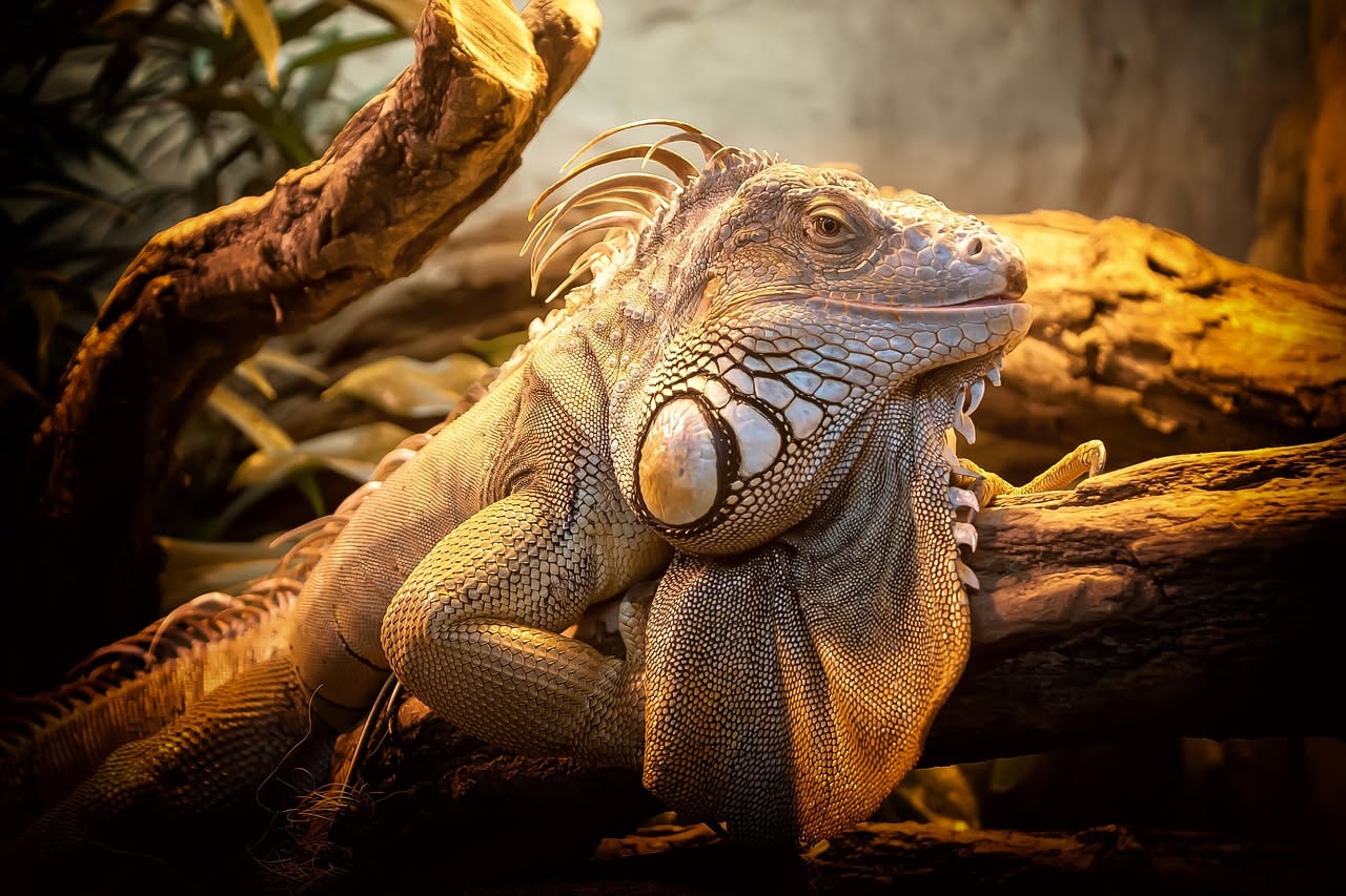 Iguana: come prendersene cura correttamente in casa