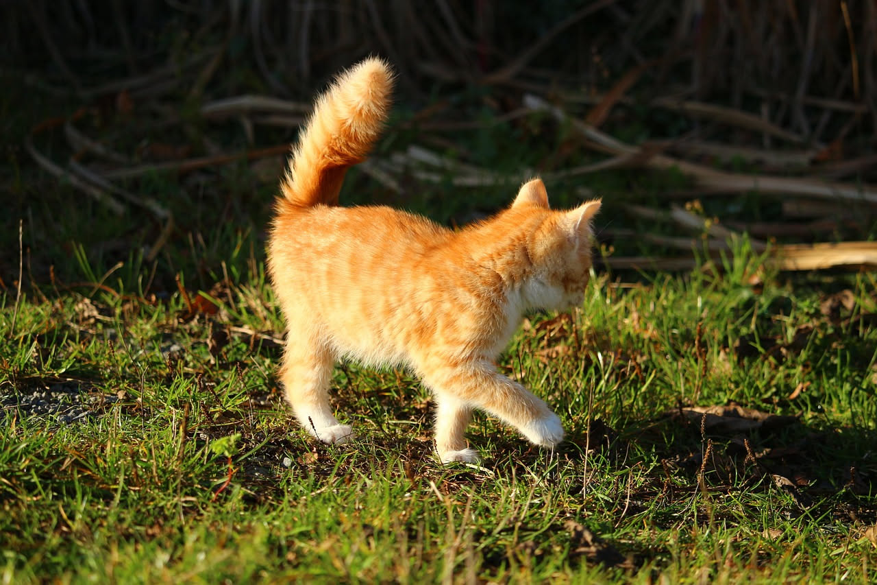 La coda del gatto: come leggerla in sei movimenti