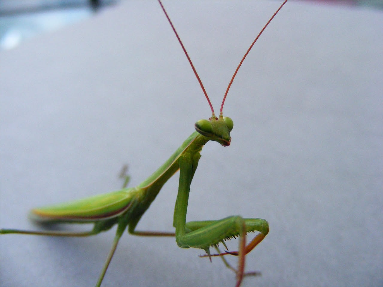 Mantide religiosa: come prendersi cura di questo affascinante predatore